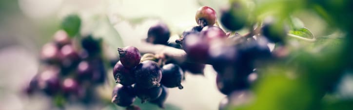 Orchidia Fragrances Nordic Berries Fragrance (ORC2102158) banner