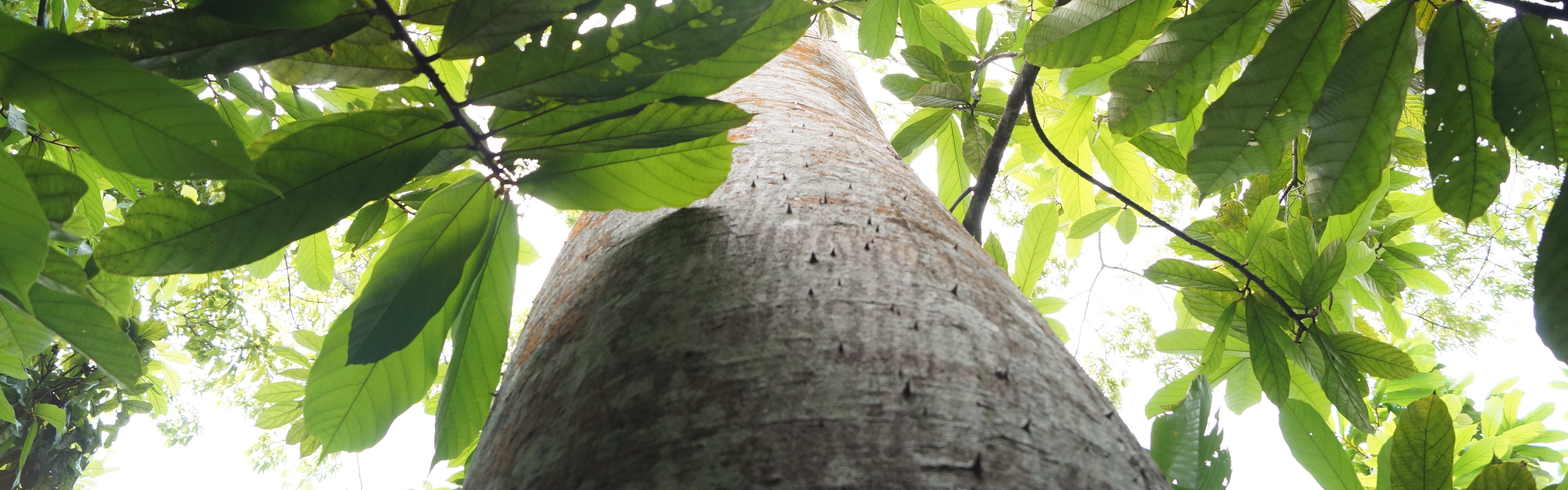 VALEX™ Natural Rubber Latex banner