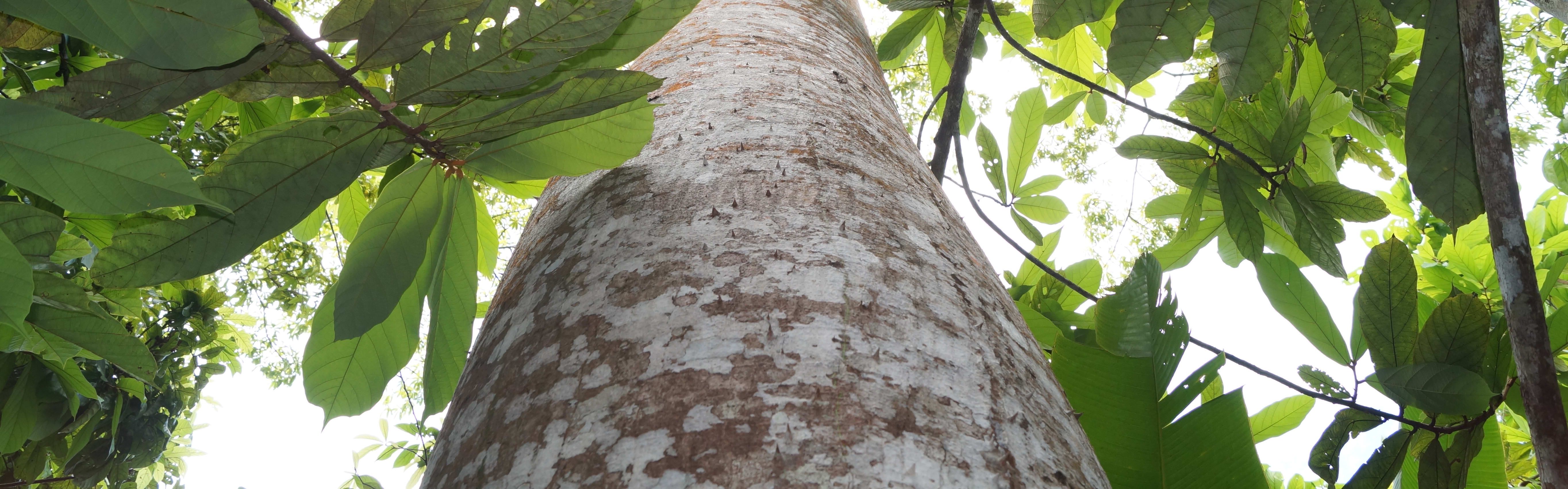 VALEX™ Natural Rubber SGR-3L banner