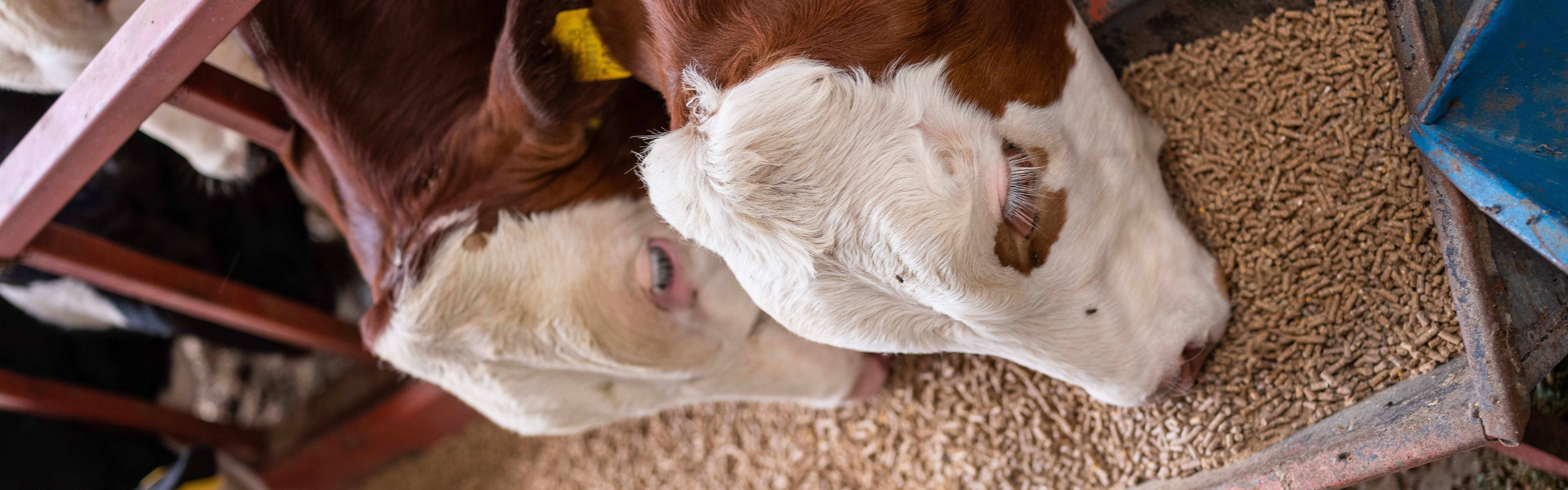 Corn Protein Feed Pellets banner