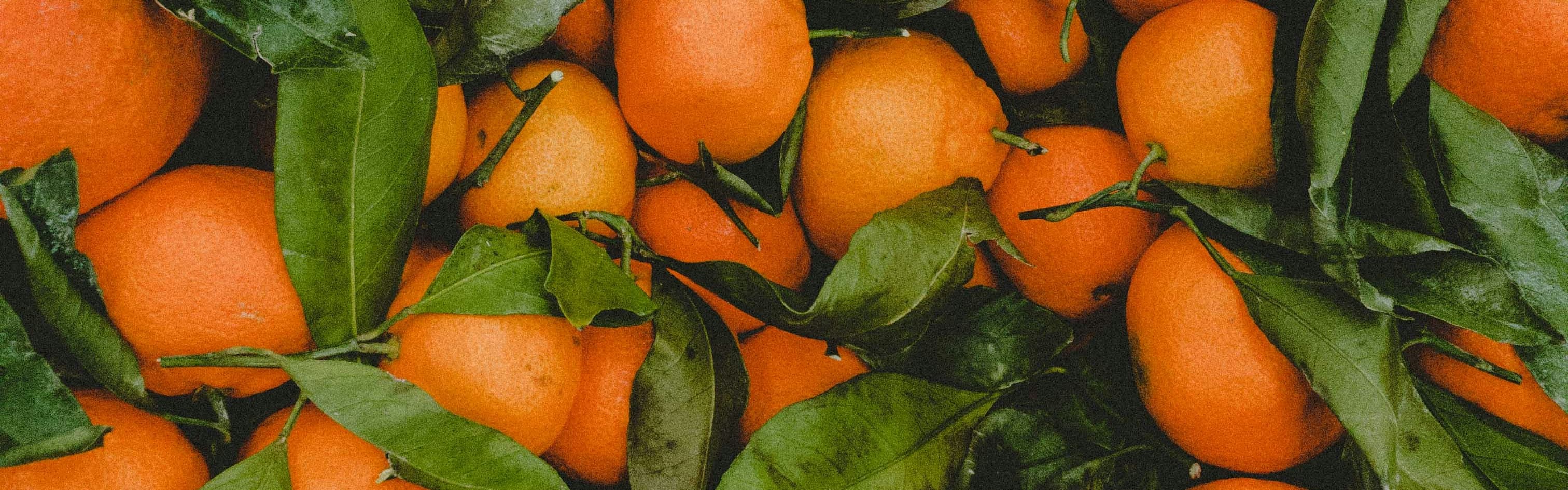 Orchidia Fragrances Orange Fragrance (ORC1600094) banner