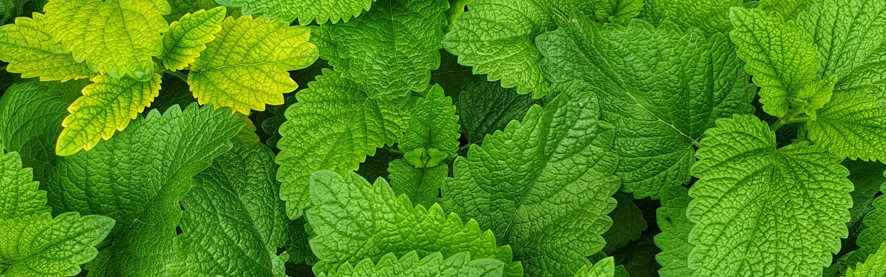Orchidia Fragrances Moroccan Mint Fragrance (ORC2002827) banner