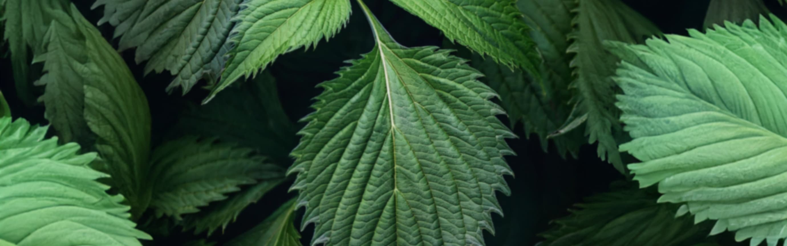 Shiso & Basil (Candle) (ORC2402086) banner