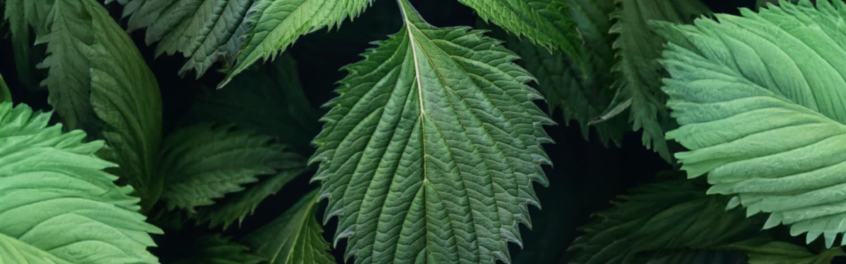 Shiso & Basil (PC) (ORC2402085) banner