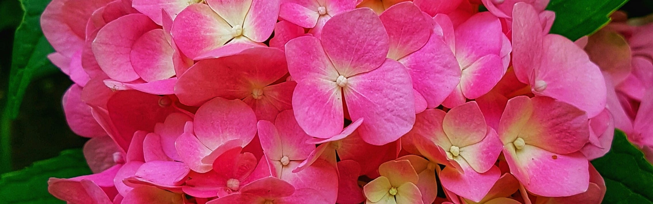Orchidia Fragrances Wild Geranium Fragrance (ORC2002704) banner