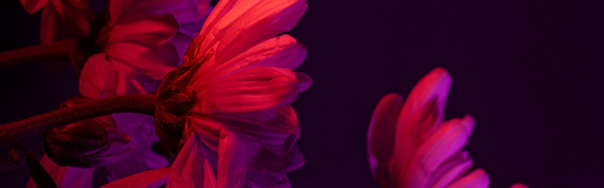 Mystic Flora (ORC2401768) banner