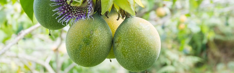 Callisons NATURAL FLAVOR, PASSIONFRUIT TYPE (1801211) banner