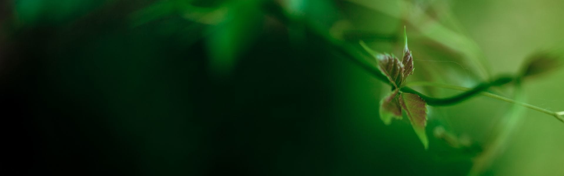 Meadow Vines (ORC2401743) banner