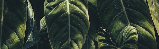 Verdant Suede Fragrance PC (ORC2402162) banner