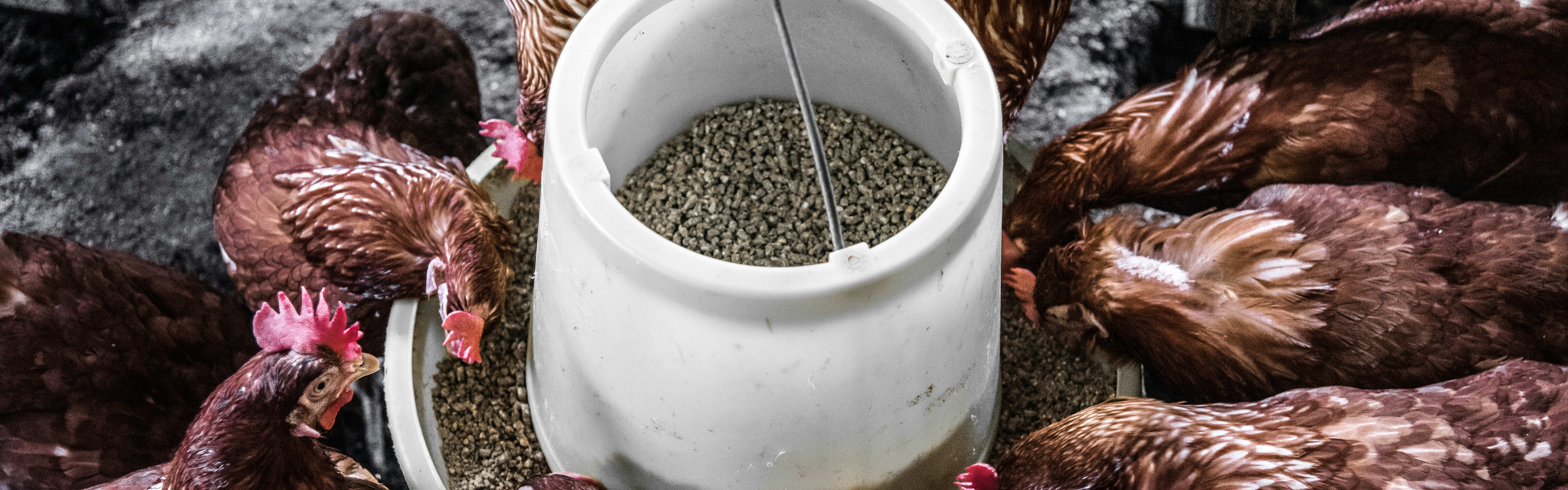 Wet Corn Protein Feed banner