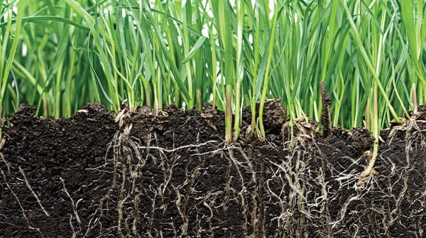 Plant Health, Nutrients & Soil Management