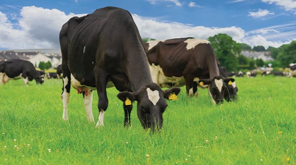 Animal Feed & Nutrition