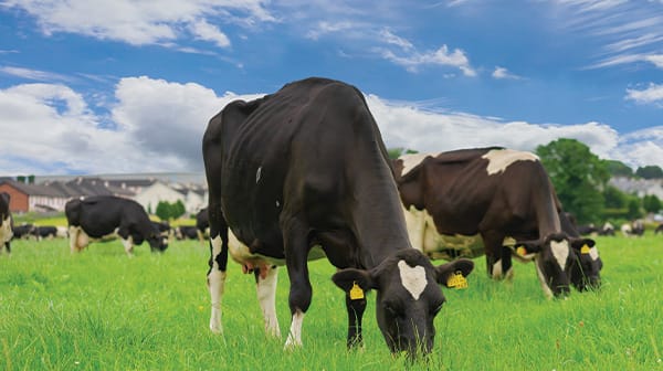 Animal Health & Nutrition