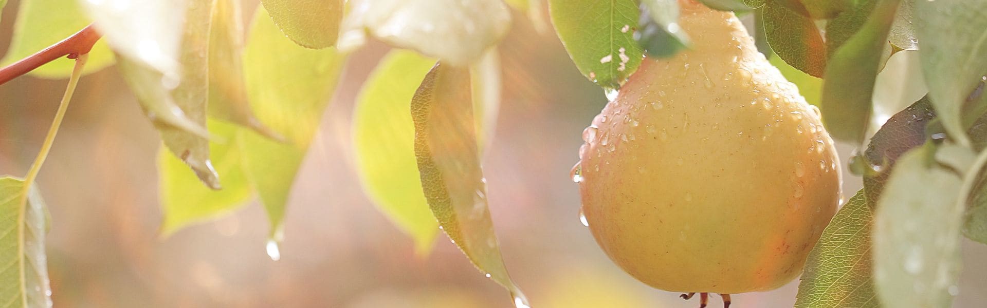 Dreamy Orchard (ORC2401774) banner