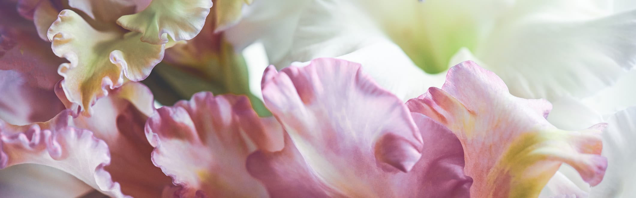 The Romantic (Candle) (ORC2500940) banner