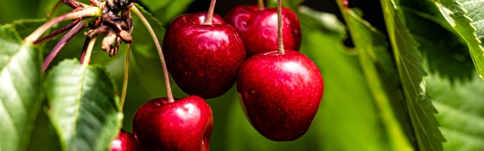 Callisons Very Cherry Flavor NAT WONF WS (1922204)  banner