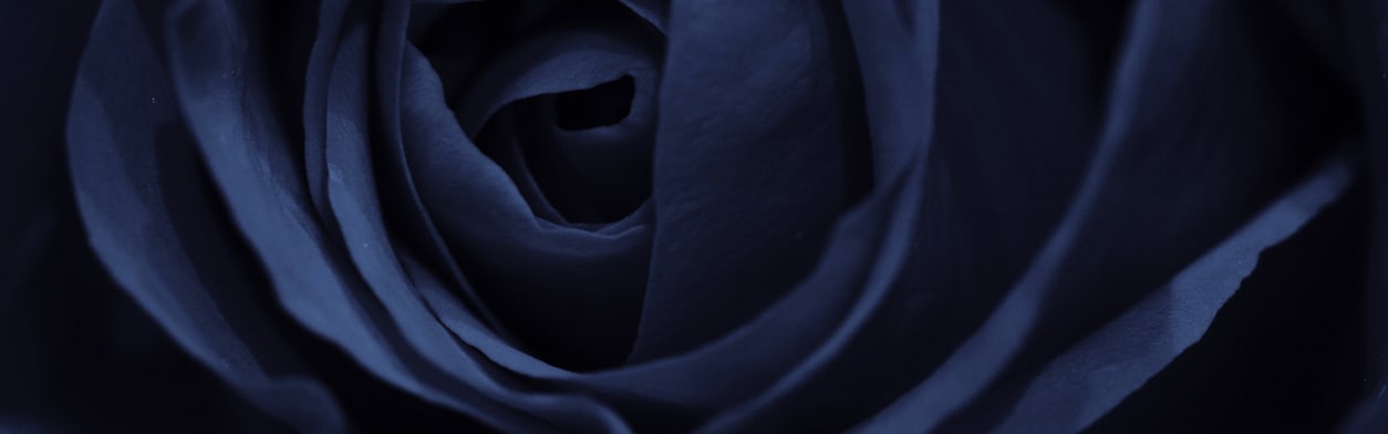 Obsidian Rose (PC) (ORC2402726) banner