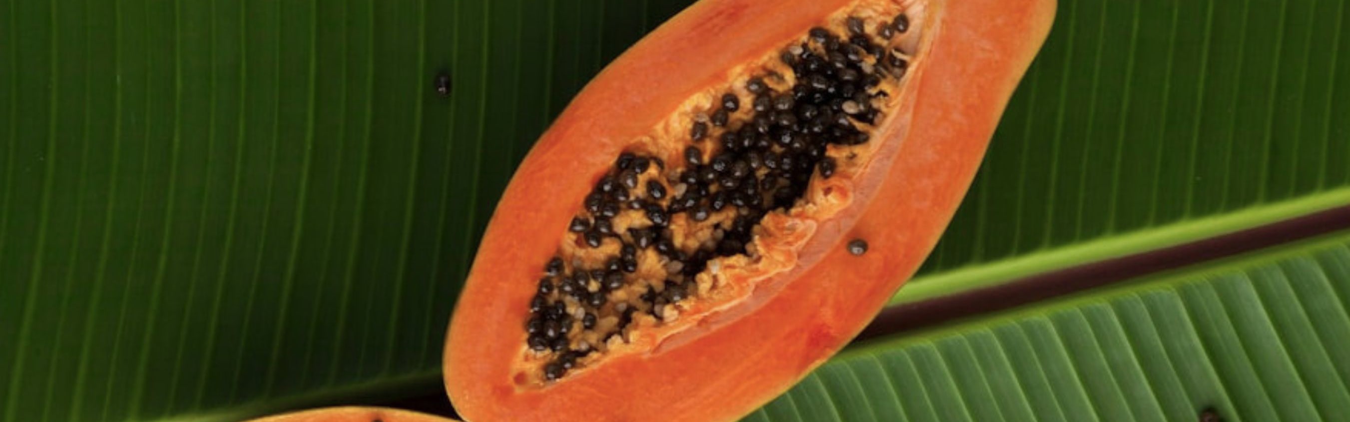 Papaya Isle Fragrance (Candle) (ORC2402078) banner
