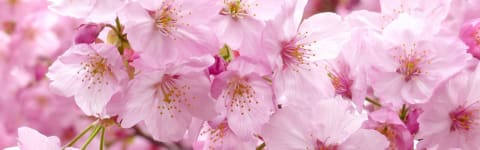 Natural Sakura Type FL SD (7237124) banner