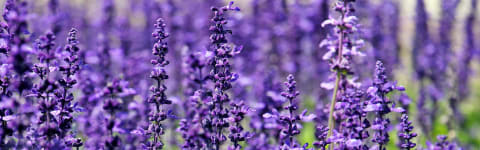Natural Lavender FL WONF WS (7237134) banner