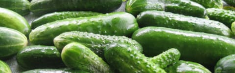 Natural Cucumber Flesh Type FL SD (7237119) banner