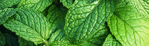 Natural Mint FL WONF WS (7237129) banner
