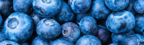 Natural Blueberry Type FL SD (7237153) banner