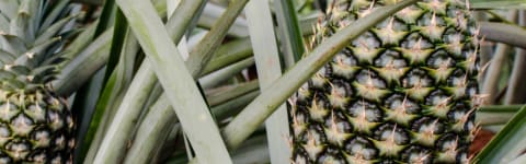 Natural Green Pineapple Type FL SD (7237166) banner