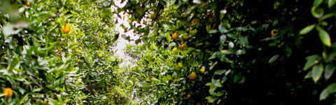 Natural Orchard Fruit Type FL SD (7237176) banner