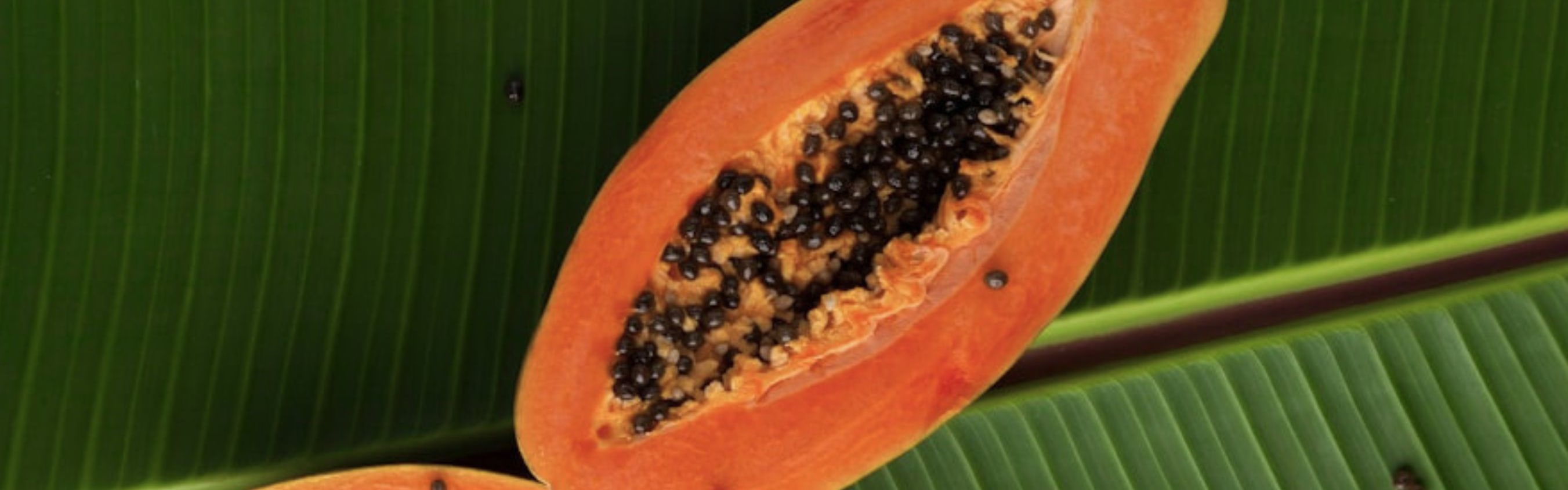 Papaya Isle Fragrance (PC) (ORC2402077) banner