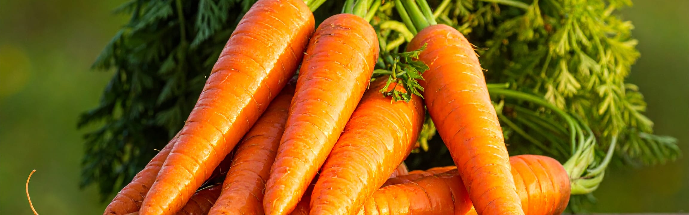 Carrot Juice Powder banner