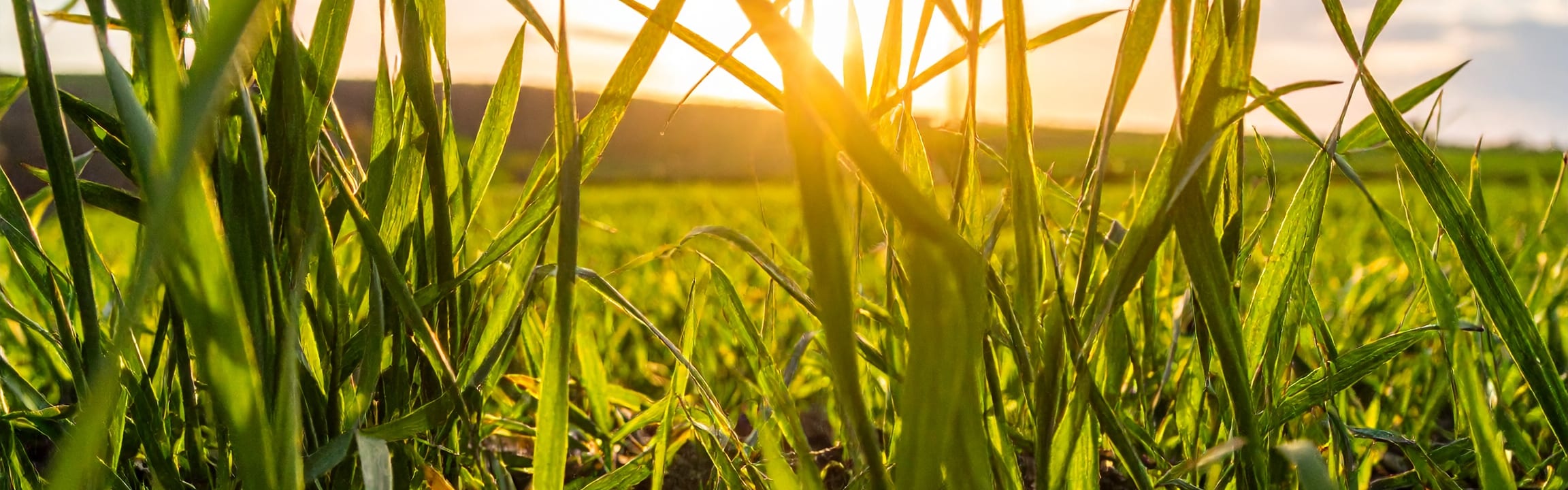 Oatgrass Juice Powder banner