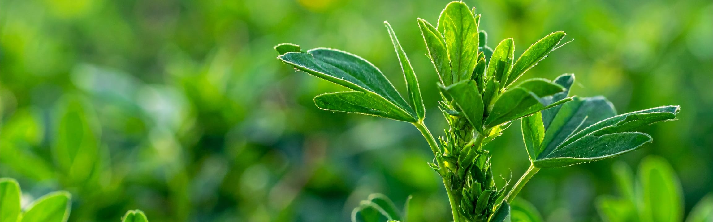 Alfalfa Juice Powder banner