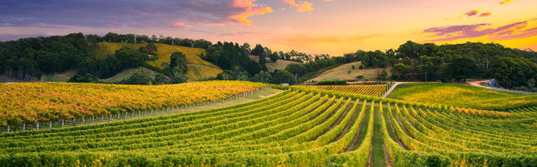 Orchidia Fragrances Natural Vineyard Aura Blend (ORC2302088) banner