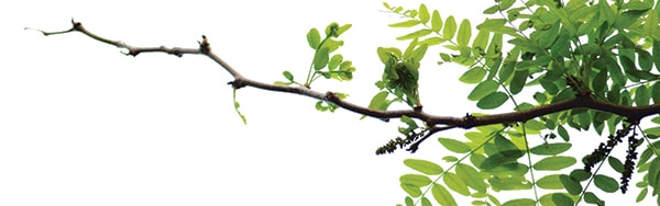IncaTara Peruvian Tara Gum Powder banner