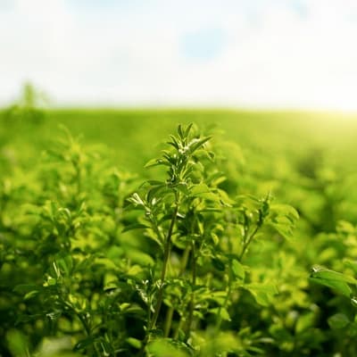 Alfalfa Juice Powder-carousel-image