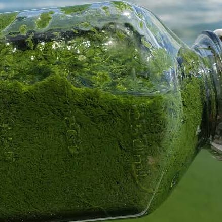 Klamath Lake Algae Powder -carousel-image