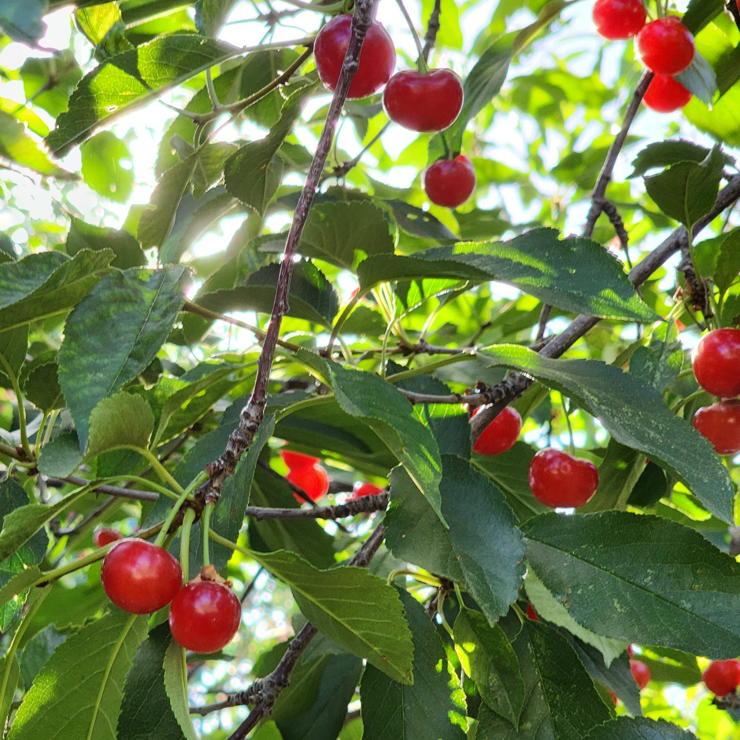 Tart Cherry Juice Powder-carousel-image