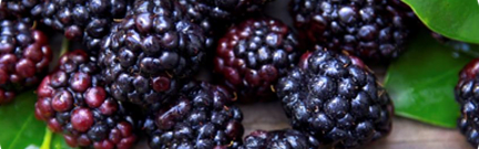 Orchidia Fragrances Dark Berries & Woods Fragrance (ORC1902020) banner