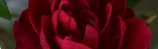 Orchidia Fragrances Damask Rose & Oud Fragrance (ORC1901392) banner