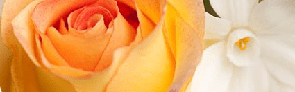 Orchidia Fragrances Reviving Rose Fragrance (ORC1701092) banner