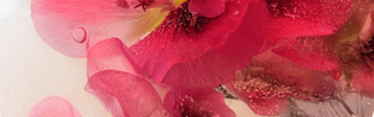 Orchidia Fragrances Geranium Comfort Fragrance (ORC2002404) banner