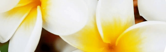 Orchidia Fragrances Paradise Sunrise (ORC1800590) banner