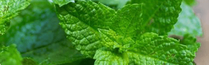 Orchidia Fragrances Revitalizing Mint Fragrance (ORC1701082) banner