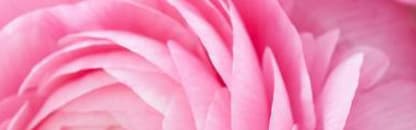 Orchidia Fragrances Ethereal Rose Blossom Fragrance (ORC1701081) banner