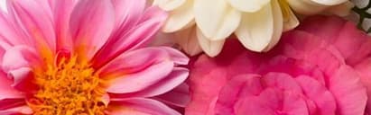 Orchidia Fragrances La Floral Fragrance (ORC1701086) banner