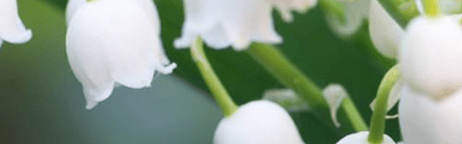 Orchidia Fragrances Iris Muguet (ORC1800591) banner