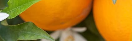 Orchidia Fragrances Zesty C Fragrance (ORC1701085) banner