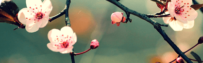 Orchidia Fragrances Morning Dew Fragrance (ORC1901446) banner