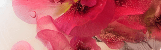 Orchidia Fragrances Geranium Comfort (LC) Fragrance (ORC2002400) banner